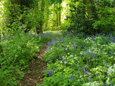 bluebells at manor farm park